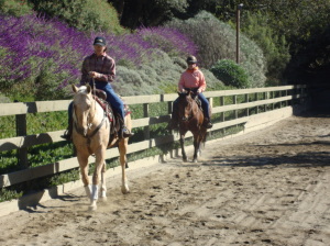 WDAA Western Dressage Clinic